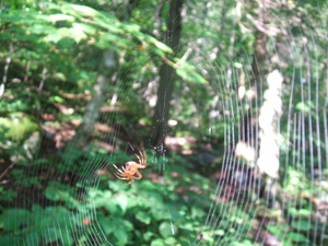 Appalachian Trail Spider and web.