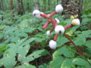 Appalachian Trail Berries