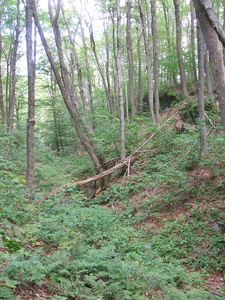 Appalachian Trail 