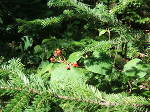 Appalachian Trail Berries