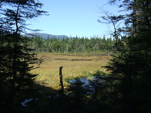 Appalachian Trail Meadow