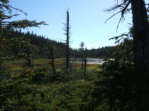 Appalachian Trail Small pond