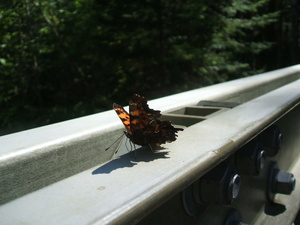 Appalachian Trail Butterfly and Bridge 