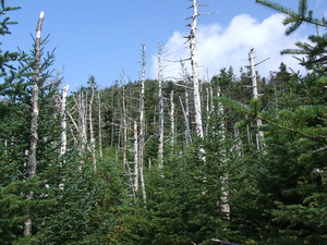 Appalachian Trail 