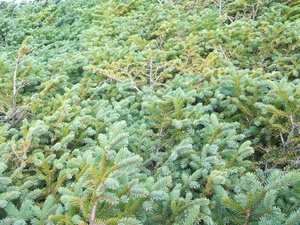 Appalachian Trail Pine Branches