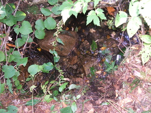 Appalachian Trail Sound Recording