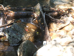 Appalachian Trail Sound Recording