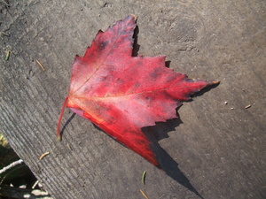 Appalachian Trail Read Leaf