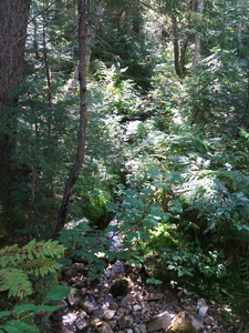 Appalachian Trail 