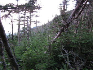 Appalachian Trail 