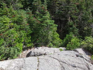 Appalachian Trail 