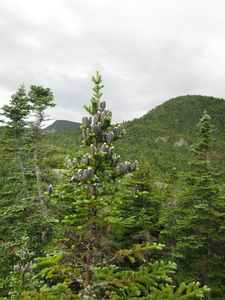 Appalachian Trail 