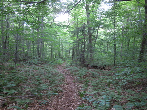 Appalachian Trail 