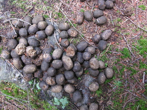 Appalachian Trail Moose droppings