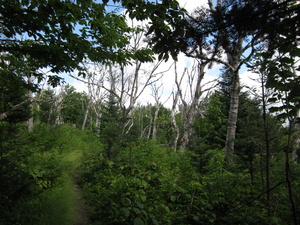 Appalachian Trail 