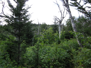 Appalachian Trail 