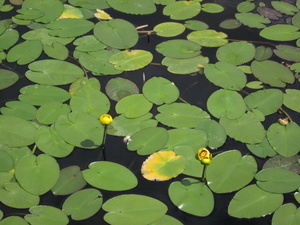 Appalachian Trail Water Lilies