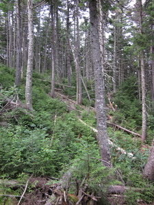 Appalachian Trail 