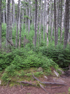 Appalachian Trail 