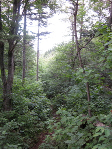 Appalachian Trail 