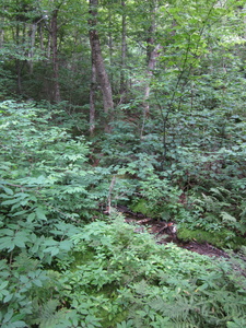 Appalachian Trail 