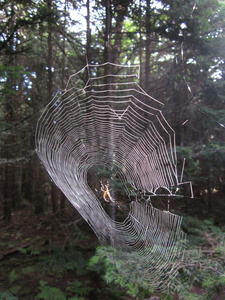 Appalachian Trail Spider with web