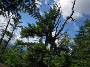 Appalachian Trail 