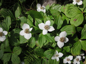 Appalachian Trail Flowers