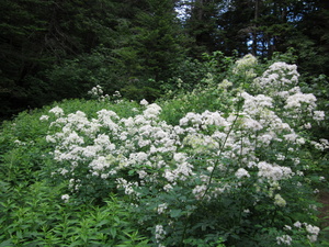 Appalachian Trail Flowers