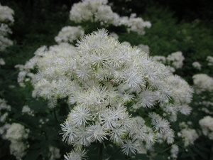 Appalachian Trail Flowers