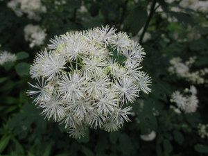 Appalachian Trail Flowers