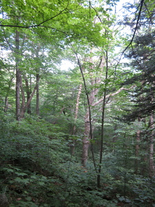 Appalachian Trail 