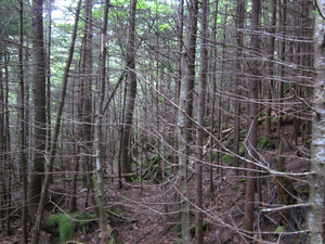 Appalachian Trail 