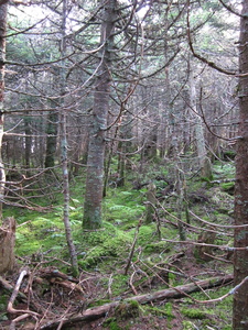 Appalachian Trail 