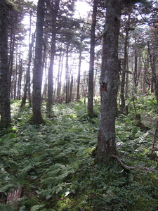 Appalachian Trail 