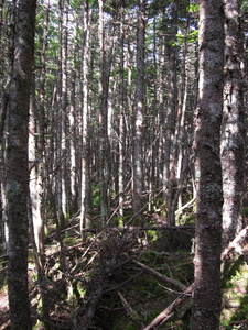 Appalachian Trail 