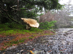 Appalachian Trail Mushroom