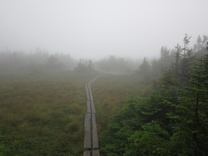 Appalachian Trail Fog