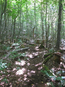 Appalachian Trail 