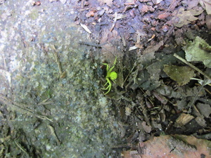 Appalachian Trail Green Spider