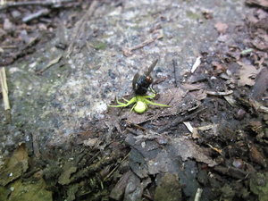 Appalachian Trail Green Spider