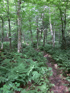 Appalachian Trail 