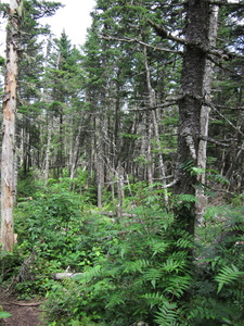 Appalachian Trail 