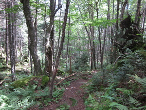 Appalachian Trail 