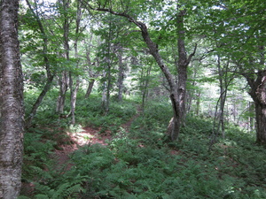 Appalachian Trail 