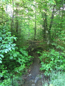 Appalachian Trail 11 miles from ME15, Monson Maine, 103.5 miles from Katahdin