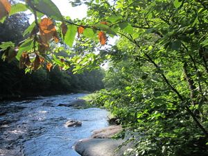 Appalachian Trail South side of Big Wilson Stream