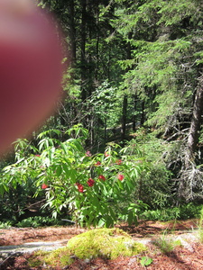 Appalachian Trail Flowers and finger