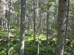 Appalachian Trail 