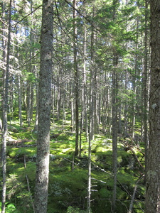 Appalachian Trail 